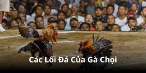 các lối đá của gà chọi