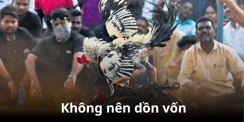 Cách chơi đá gà mạng luôn thắng là không nên dồn vốn