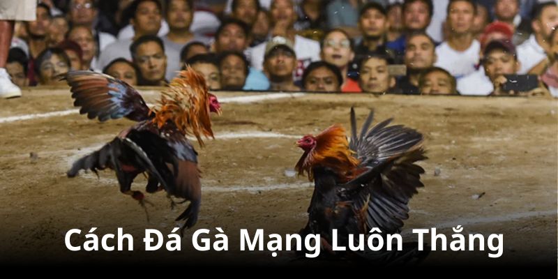 cách đá gà mạng luôn thắng