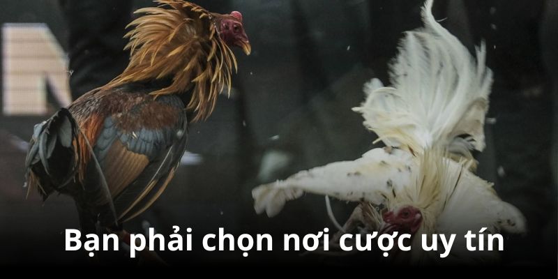 Cách đá gà mạng luôn thắng đầu tiên là bạn phải chọn nơi cược uy tín