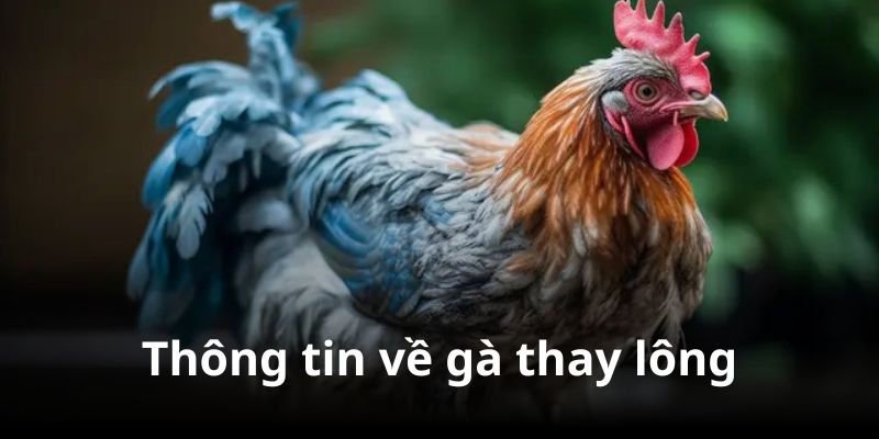 Cách nhận biết gà thay lông là điều cần thiết