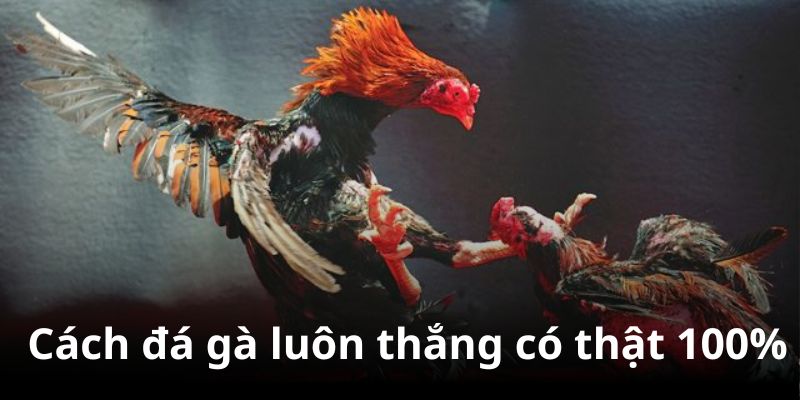 Giải mã cách đá gà mạng luôn thắng có thắng 100% không