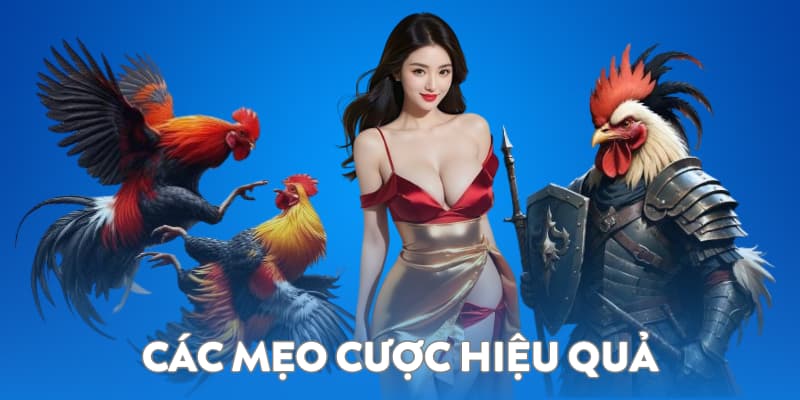 Các mẹo cược hiệu quả