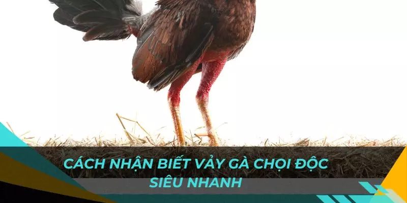 Cùng điểm qua những dạng vảy được săn lùng nhiều nhất hiện nay
